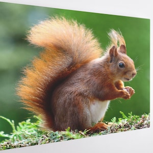 Little Squirrel Canvas Wall Art Print | Poster Print Decor for Home & Office Decoration I Poster or READY TO HANG