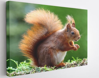 Little Squirrel Canvas Wall Art Print / Poster Print Decoración para decoración de hogar y oficina I Póster o LISTO PARA COLGAR