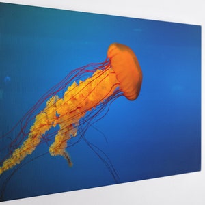 Bright Jellyfish, Canvas Wall Art Print | Poster Print Decor for Home & Office Decoration I Poster or READY TO HANG