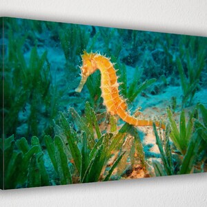 Orange Seahorse, Canvas Wall Art Print | Poster Print Decor for Home & Office Decoration I Poster or READY TO HANG