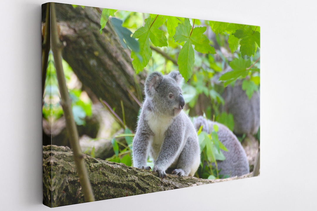 Kunstdruck Roter Panda Auf Leinwand - Niedliche Tier-Wanddekoration 40x50 Cm