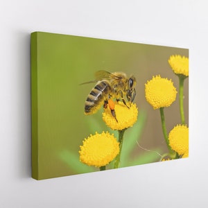 Bee on Flower, Canvas Wall Art Print | Poster Print Decor for Home & Office Decoration I Poster or READY TO HANG