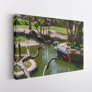 Parrot Couple, Canvas Wall Art Print | Poster Print Decor for Home & Office Decoration I Poster or READY TO HANG