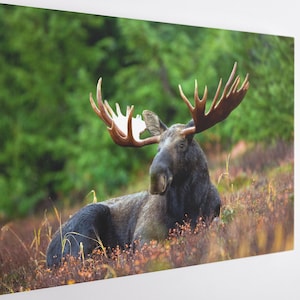 Big Deer, Canvas Wall Art Print | Poster Print Decor for Home & Office Decoration I Poster or READY TO HANG