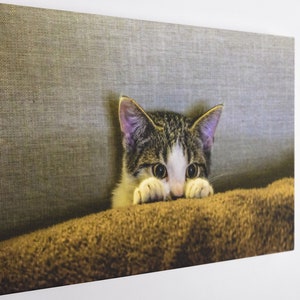 Scared Cat, Canvas Wall Art Print | Poster Print Decor for Home & Office Decoration I Poster or READY TO HANG