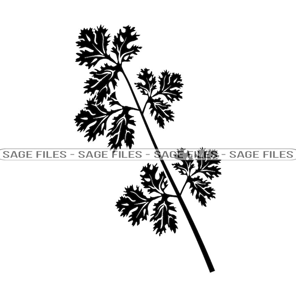 Cilantro Herb Png Etsy