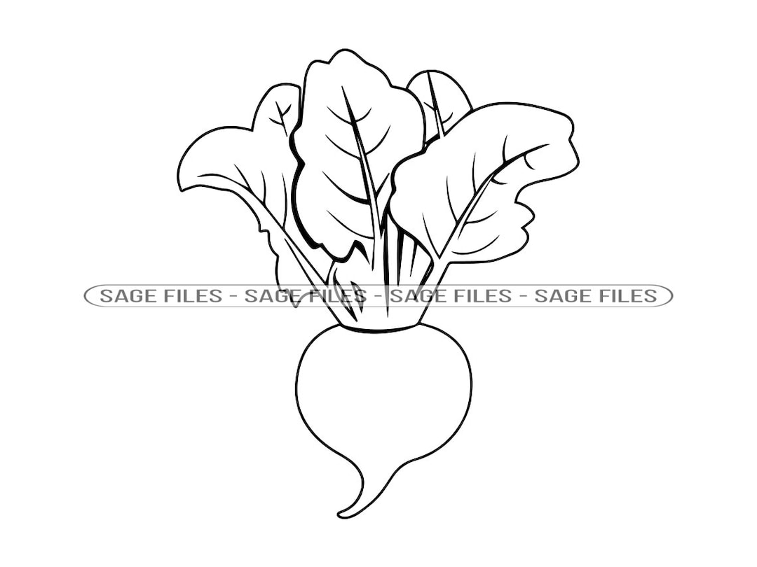Beetroot Outline SVG Beetroot SVG Vegetable Svg Beetroot Etsy España