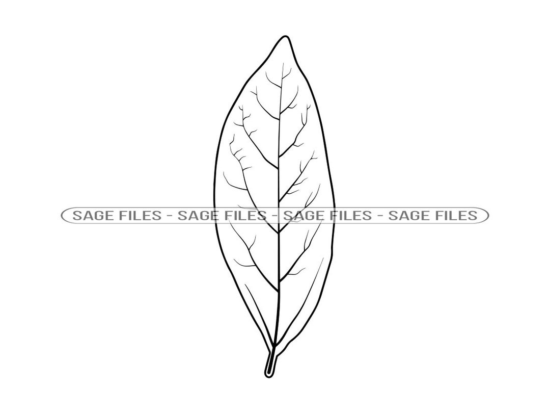 Bay Leaf Outline SVG, Bay Leaf Clipart, Bay Leaf Files for Cricut, Bay