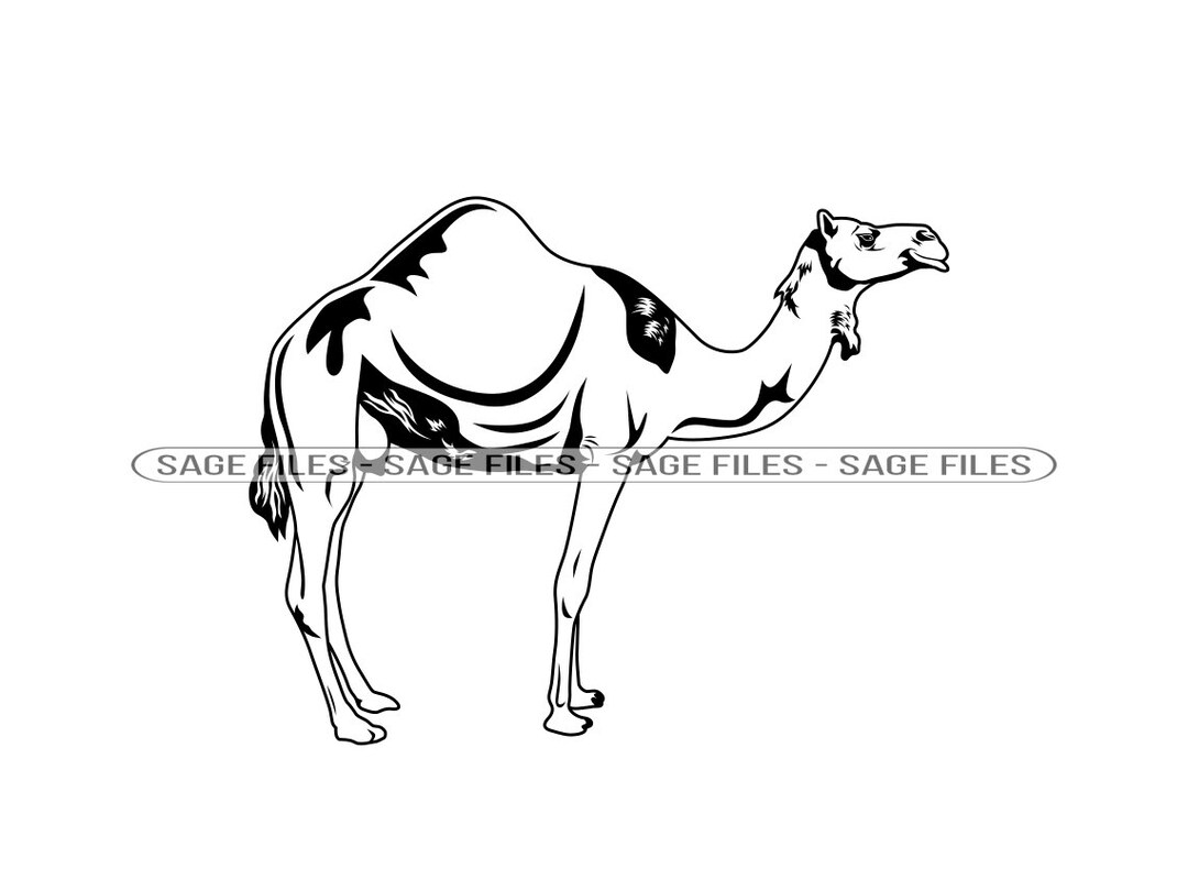 Camel Outline SVG, Camel Svg, Camel Clipart, Camel Files for Cricut ...