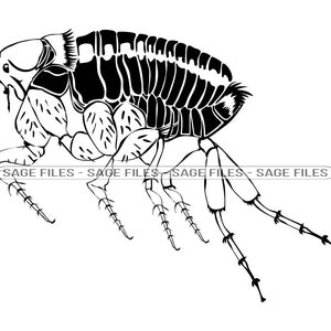 May include: A black and white line drawing of a flea, a small wingless insect that is a parasite of mammals and birds.