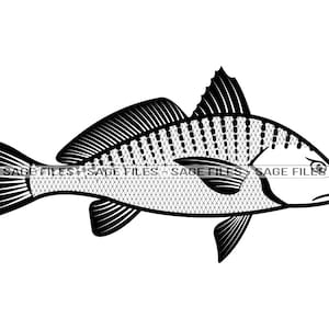 Atlantic Croaker SVG, Fishing Svg, Fish Svg, Fishing Clipart, Fishing Files for Cricut, Fishing Cut Files For Silhouette, Png, Dxf