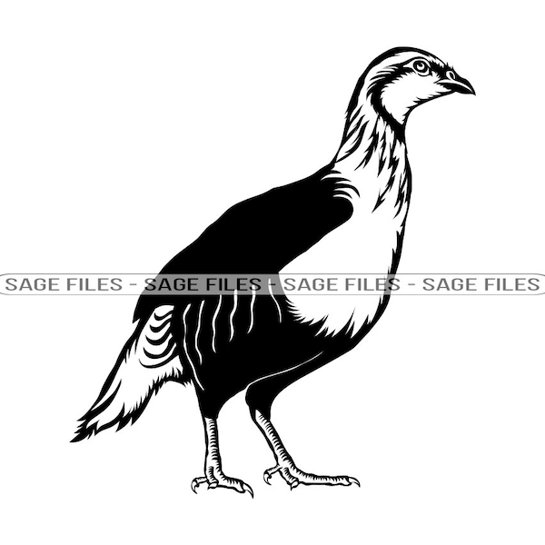 Partridge SVG, Bird Svg, Partridge Clipart, Partridge Files for Cricut, Partridge Cut Files For Silhouette, Png, Dxf