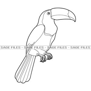 Toucan Outline SVG, Toucan Svg, Toucan Clipart, Toucan Files for Cricut, Toucan Cut Files For Silhouette, Png, Dxf