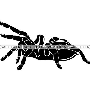 Tarantula #2 SVG, Tarantula SVG, Spider Svg, Tarantula Clipart, Tarantula Files for Cricut, Tarantula Cut Files For Silhouette, Png, Dxf