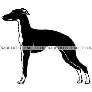 Italian Greyhound SVG, Dog Svg, Italian Greyhound Clipart, Italian Greyhound Files for Cricut, Cut Files For Silhouette, Png, Dxf