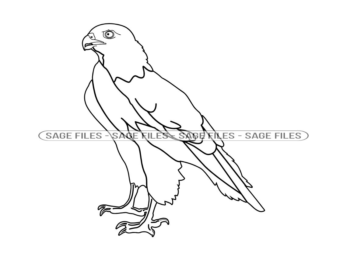 Hawk Outline SVG, Hawk Svg, Hawk Clipart, Hawk Files for Cricut, Hawk