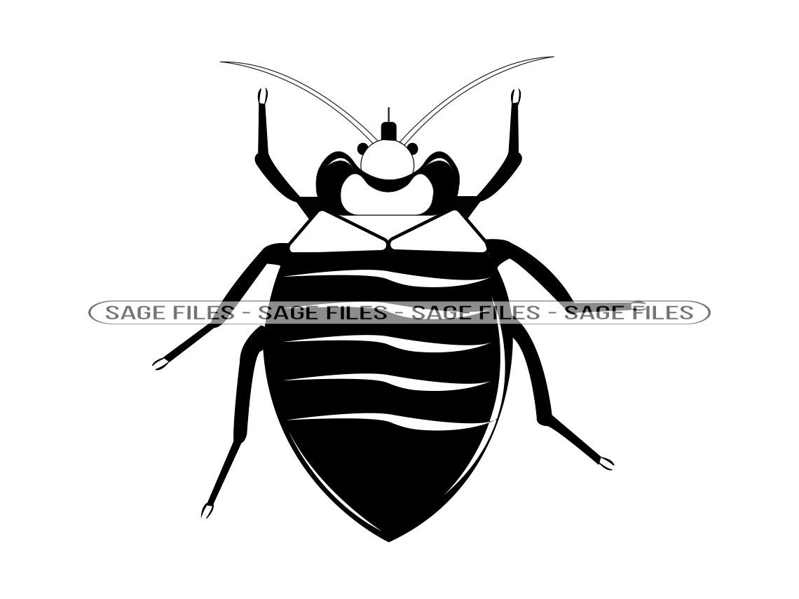 Black Bugs That Look Like Bed Bugs Lupon gov ph