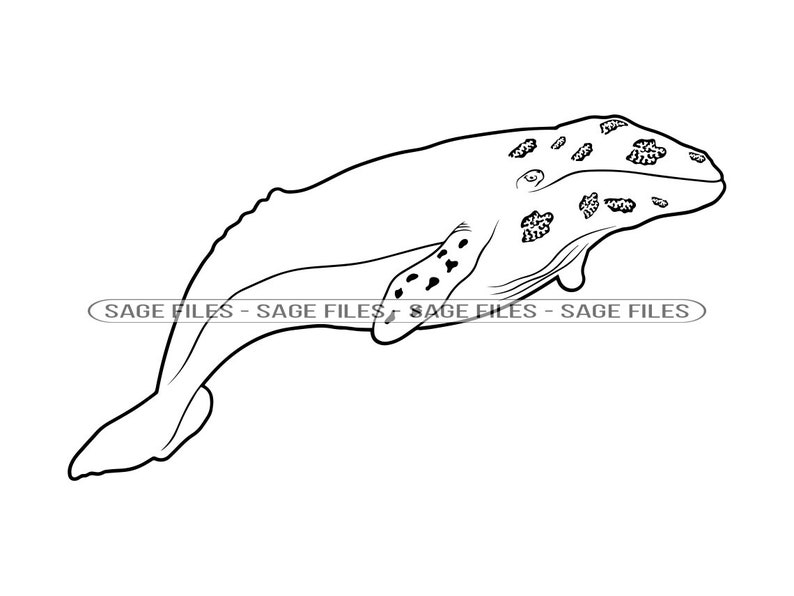 Wal Umriss SVG Wal SVG Wal Clipart Wal Clipart Wal - Etsy Schweiz