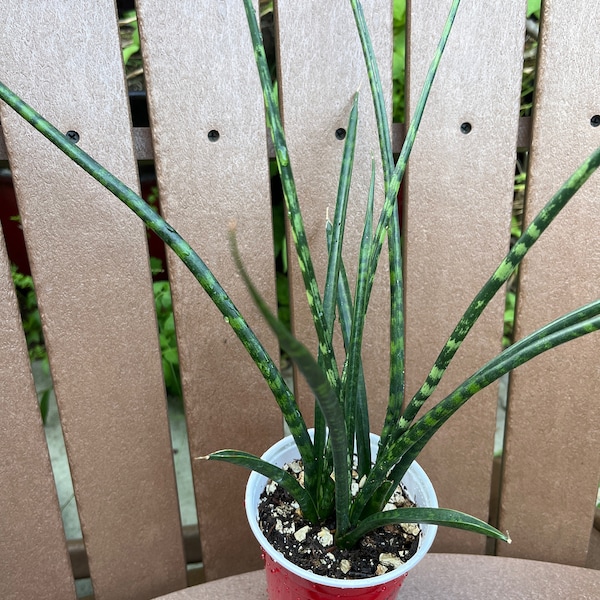 Sansevieria Fernwood Mikado