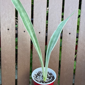 Sansevieria Sayuri