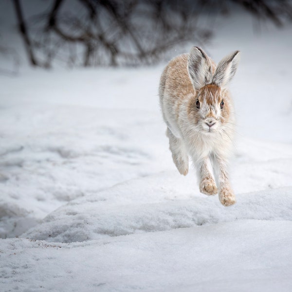 On the Bunny Trail: A snowshoe hare skips over the snow. Alaska wildlife print. Canvas print, metal print , glossy print.