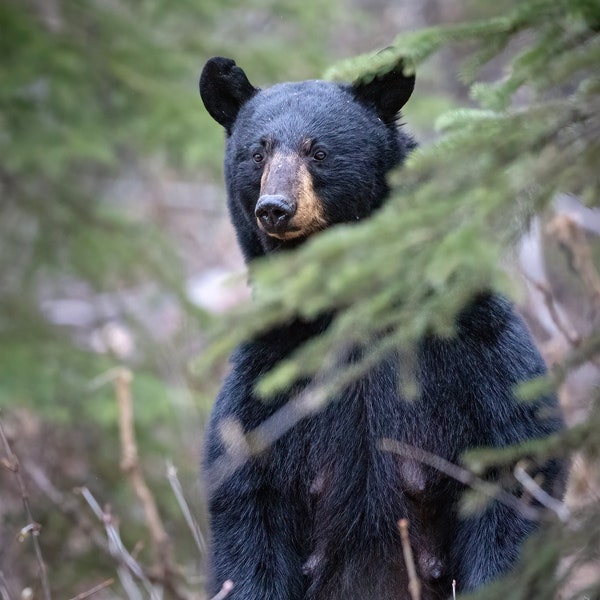 WHO'S THERE? A black bear sow stands for a better look. Available in horizontal or vertical formats to fit your space. Same price, specify.