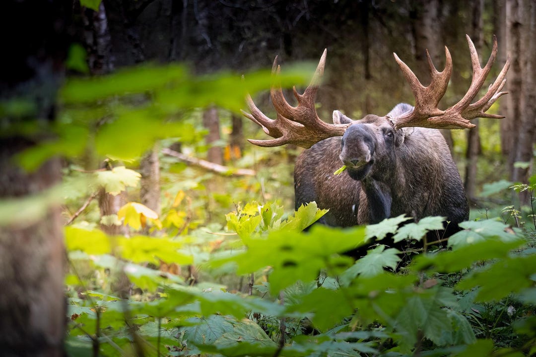 The Rack: A Large-racked Bull Moose Feeds in a Southcentral Alaska ...