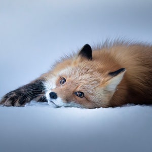 LAZY FOX Stampa della fauna selvatica dell'Alaska su tela, metallo, carta lucida. Scegli la dimensione. Decorazione per casa/ufficio, idee regalo di Natale, regalo per le feste, compleanno.