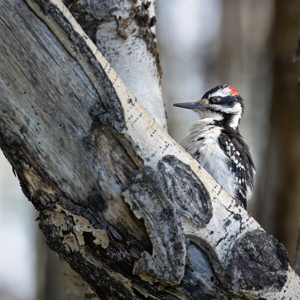 Hairy Surprise: A hairy woodpecker pauses in mixed aspen, birch forest. Alaska wildlife print. Canvas print, metal print, glossy print.