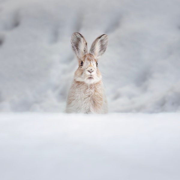 Is it springtime yet? A snowshoe hare peeps over a snowbank. Alaska wildlife print. Canvas print, metal print, glossy print.