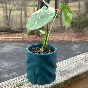 Op de afbeelding: Een Monstera plant in een pot met bonte bladeren in een teal-kleurige, getextureerde keramische pot. De plant heeft grote, groene bladeren met witte bonte bladeren. De pot staat op een houten terras.