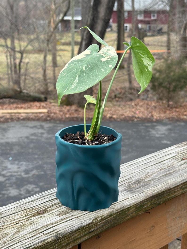 Op de afbeelding: Een Monstera plant in een pot met bonte bladeren in een teal-kleurige, getextureerde keramische pot. De plant heeft grote, groene bladeren met witte bonte bladeren. De pot staat op een houten terras.