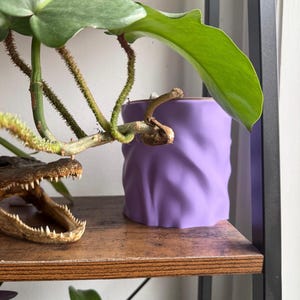 May include: A close-up of a purple, textured ceramic pot holding a green plant with large leaves. The pot sits on a wooden shelf, with a small alligator head visible on the left side of the shelf.