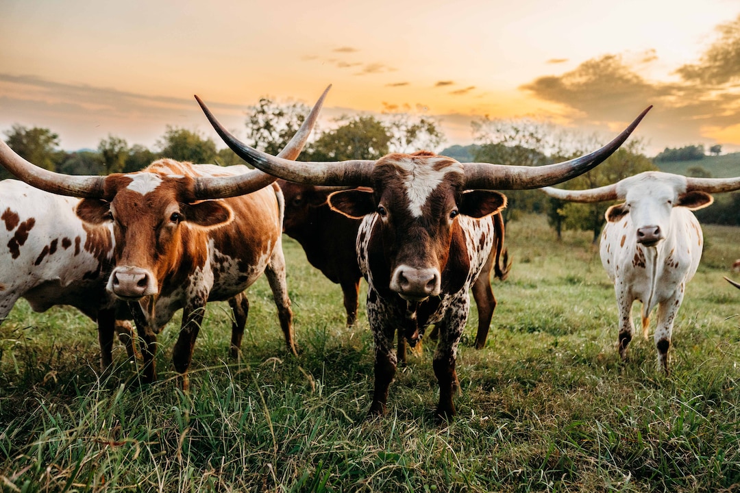 Longhorn Bull Wall Art Digital Photography Living Room Dining Room - Etsy