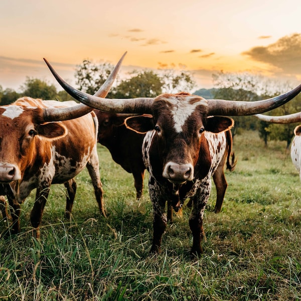 Longhorn Bull Wall Art Digital Photography Living room Dining Room