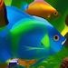 Phone Background Fish, Phone Background Tropical Fish, Tropical Fish ...