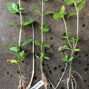 Live Mint Root Stock – 9 Varieties, Potted Organic Soil Mix
