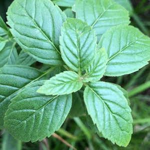 ワイルドミントの種子 - (mentha arvensis) - ワイルドシード...