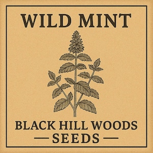 Wild Mint Seeds (Mentha Arvensis) - Wild Harvested Natural Botanical Ligusticum Porteri