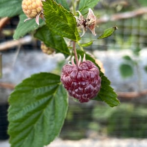 Royal Raspberry Seeds aka Arctic Raspberry  - (Rubus arcticus) - WILD SEEDS from NL...