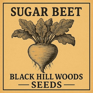 Peut inclure: Illustration de style vintage d'une betterave sucrière avec des feuilles vertes et des racines. Le texte "SUGAR BEET" est en haut et "BLACK HILL WOODS - SEEDS -" en bas, le tout en marron foncé sur fond beige.