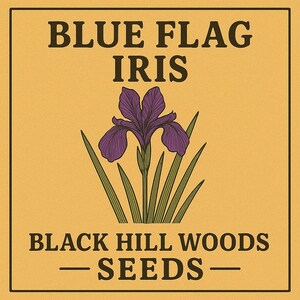 Graines d'iris Pavillon bleu – Récolte sauvage (I. versicolor)