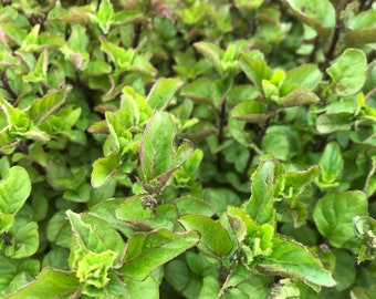 Dried Orange Mint - Dried Whole Leaf - Grown in Newfoundland...