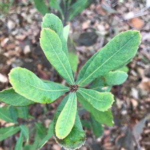 May include: A close-up shot of a plant featuring green, oval leaves arranged around a central point. The leaves have a lighter green border and a textured appearance. The background is blurred, with brown and green tones.