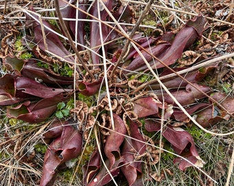 Graines de plante en pichet - (Sarracenia purpurea) - GRAINES SAUVAGES...