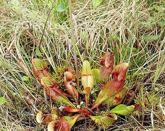 Pitcher Plant Seeds - (Sarracenia purpurea) - WILD SEEDS...