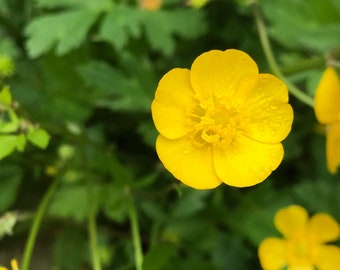 Wild Buttercup Seeds - (ranunculus macounii) - WILD SEEDS...