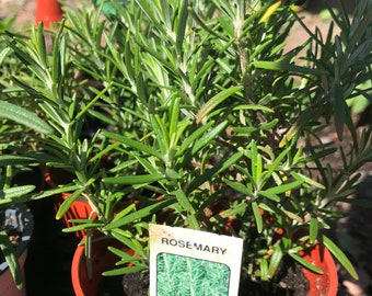 Rosemary Plants - 3 Varieties - 4-6" Rooted Live - Organic -  >PRE-ORDER for APRIL 2024<...