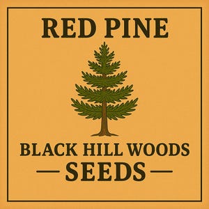 Röda tallfrön (Pinus resinosa) – Vildt skördade skogar i Black Hill