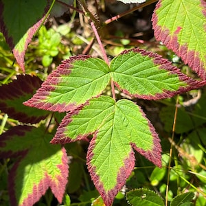 Wild Red Raspberry Leaves (rubus idaeus) - Wild Whole Leaf - Handpicked in Newfoundland...